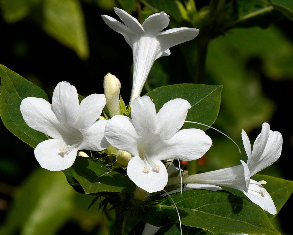 A close-up of white Barleria cristata alba flowers with soft, tubular petals and extended stamens