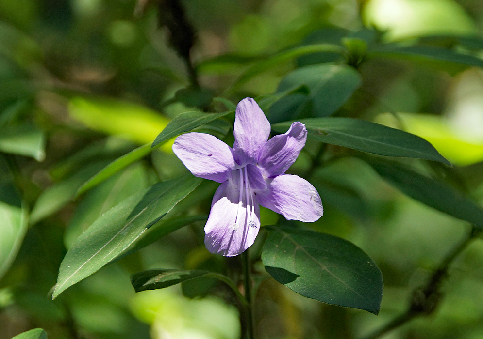 Funnel-shaped purple Barleria cristata flower in sunlight