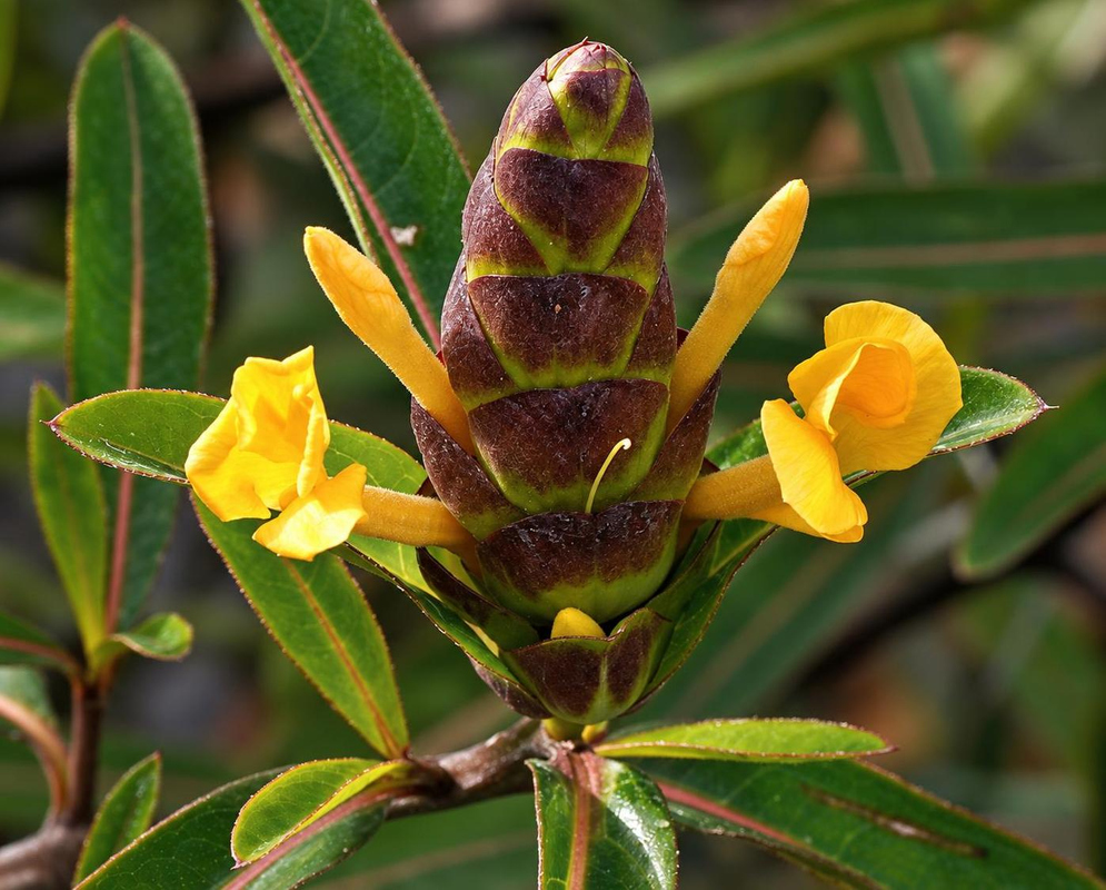 Barleria lupulina has yellow tubular flowers emerging beside an upright green and purple-brown bract spike