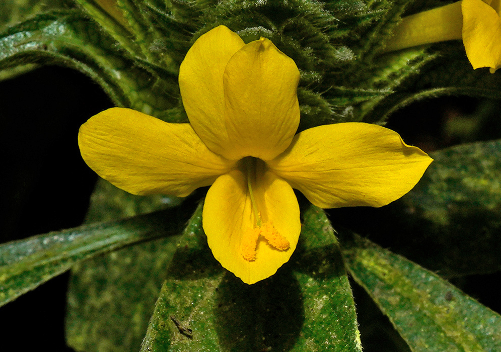 Close-up of a bright yellow Barleria oenotheroides flower with five slightly overlapping petals and visible stamens, set against dark green textured leaves