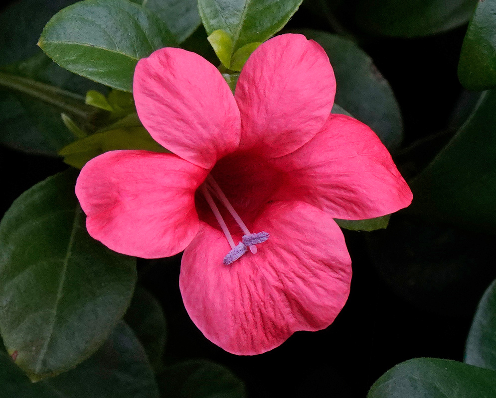 A single bright pink Barleria repens flower with a funnel-shaped structure and two pale violet stamens extending from the center, set against dark green leaves