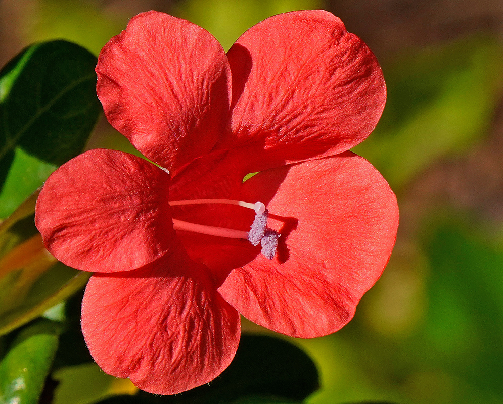 Beautiful red tubular Barleria repens flower with blue anthers and white stigma