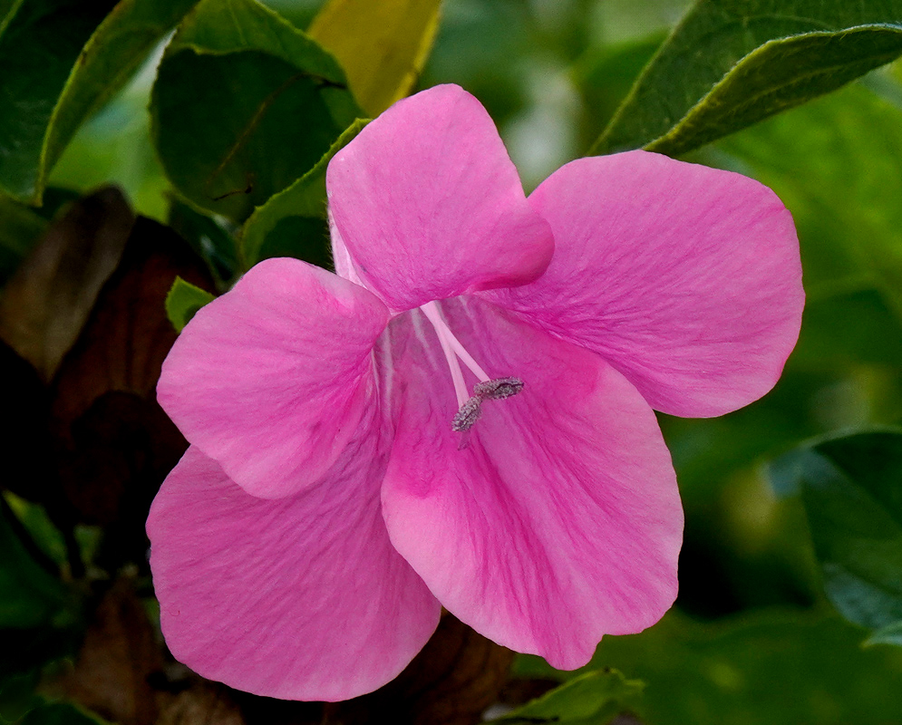 A single bright pink Barleria repens flower with a funnel-shaped structure and two pale violet stamens extending from the center, set against dark green leaves