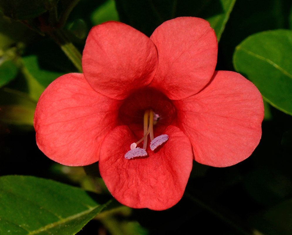 A deep red Barleria repens flower with velvety petals and prominent lavender-colored stamens emerging from a tubular throat