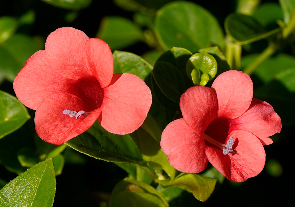 Two red Barleria repens flowers in full bloom, each displaying five rounded petals and lavender stamens, set against glossy green leaves