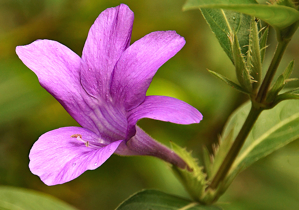 A dark purple-pink Barleria strigosa flower