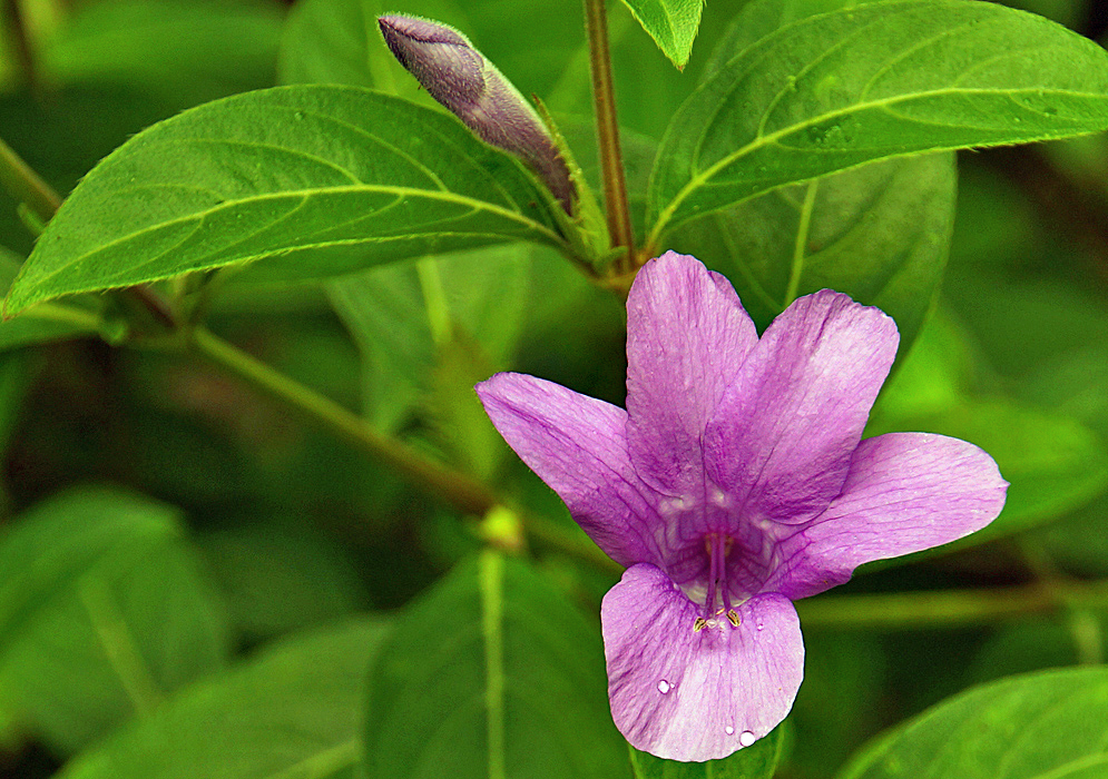 Purple pink Barleria strigosa flower and flower bud