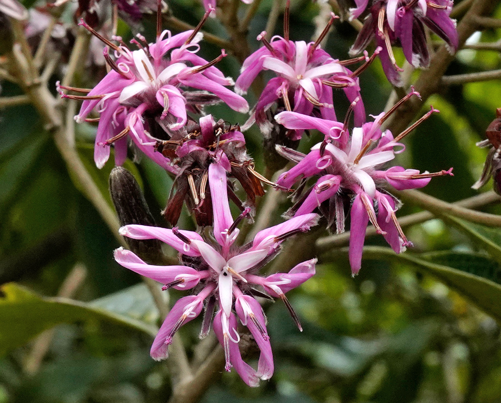 Cluster of Barnadesia dombeyana flowers with long, narrow pink petals tipped with darker shades and contrasting white central tubes, set against green foliage
