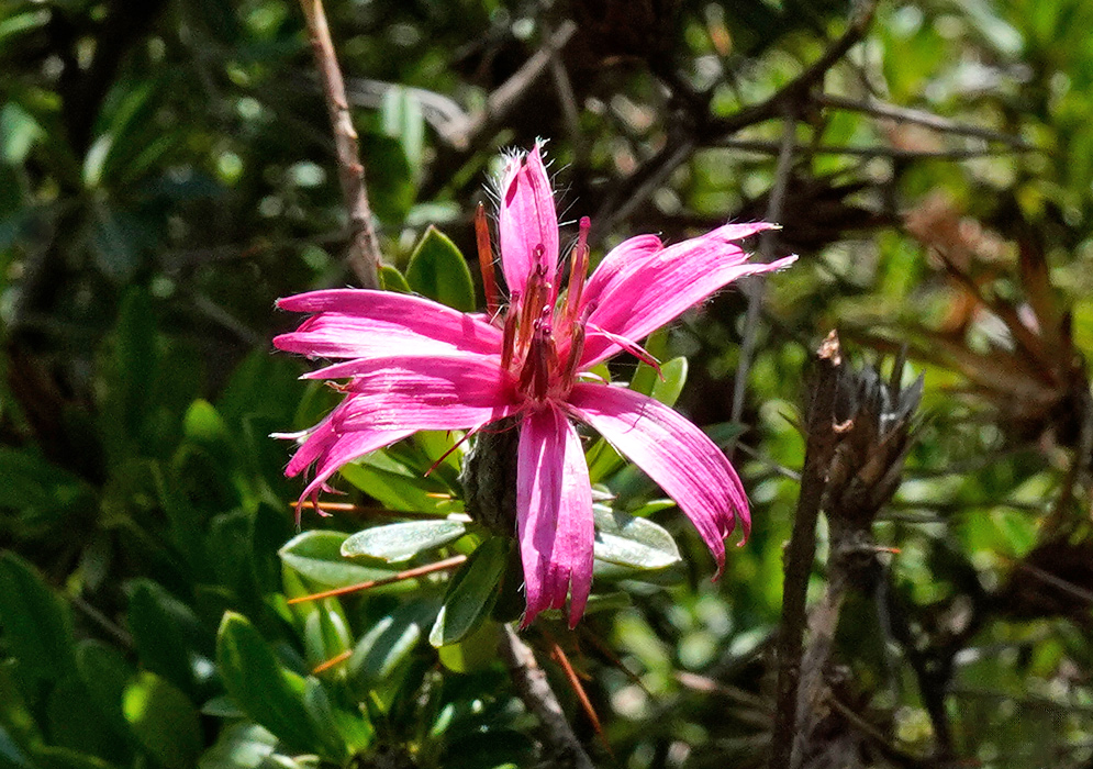 Single Barnadesia horrida flower with long, narrow bright pink petals radiating from a central cluster of reddish tubular florets, surrounded by small green leaves