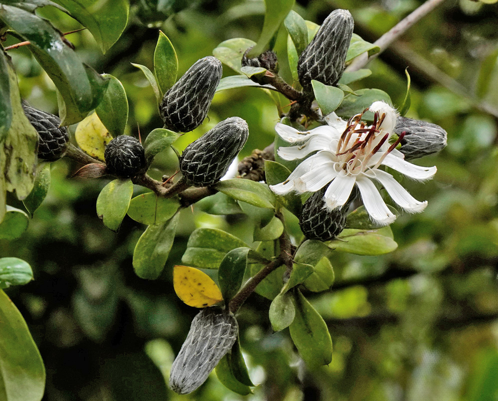 Barnadesia Spinosa White Flower A single white Barnadesia spinosa flower with slender curled petals and tall red stamens, surrounded by oval green leaves and spiny gray buds