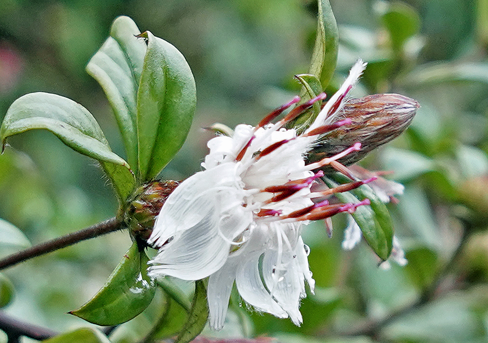 White Barnadesia spinosa flower with pink anthers