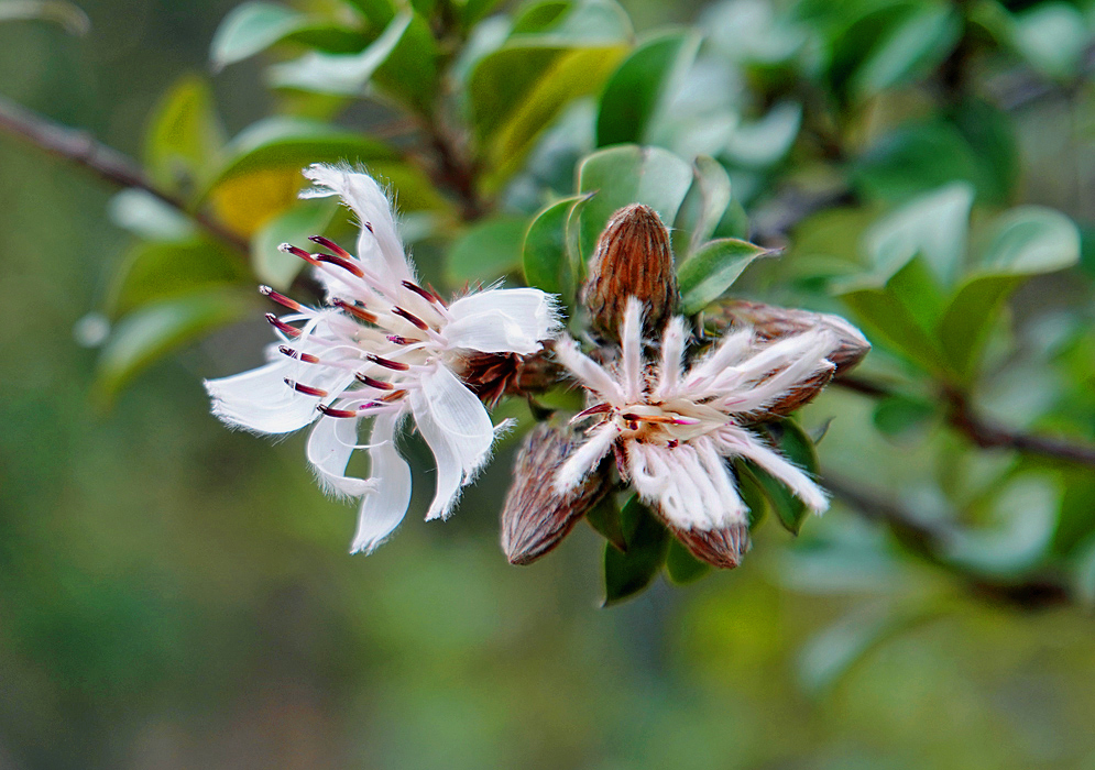 Barnadesia spinosa white flower with brown and white stamens and brown flower buds