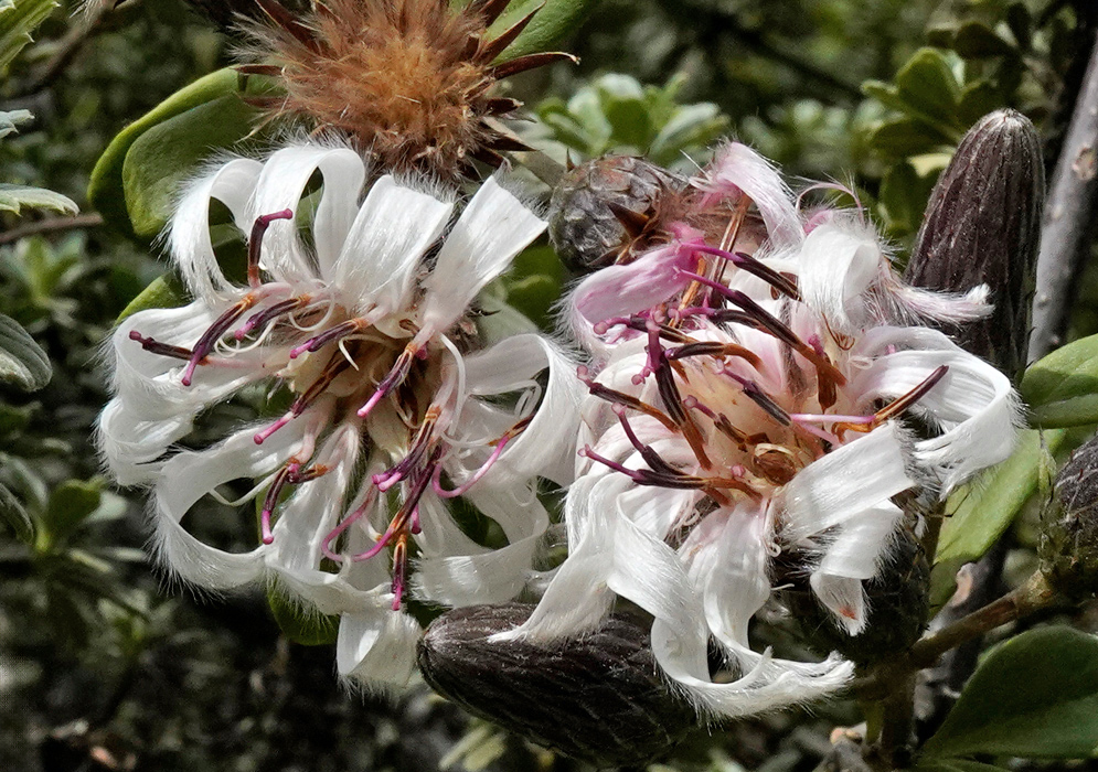 Barnadesia Spinosa Blooming Flowers Two blooming Barnadesia spinosa flowers with white ribbon-like petals and curved purple stamens, emerging from spiky buds against a forest backdrop