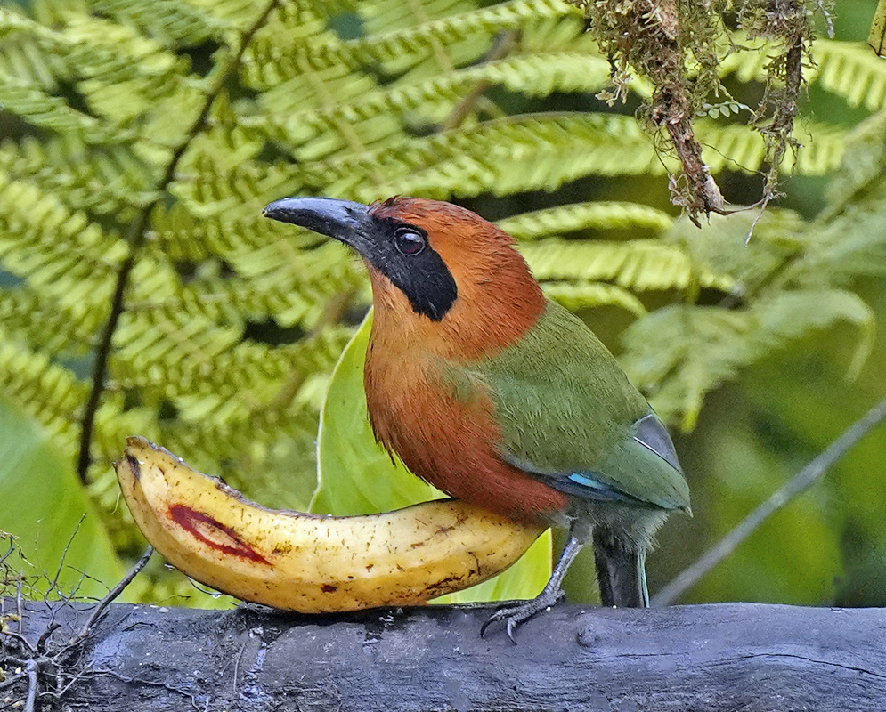 Rufous motmot Rufous motmot with a chestnut-orange head, black facial mask, and olive-green wings standing on a dark log beside a ripe banana in a fern-rich tropical forest setting