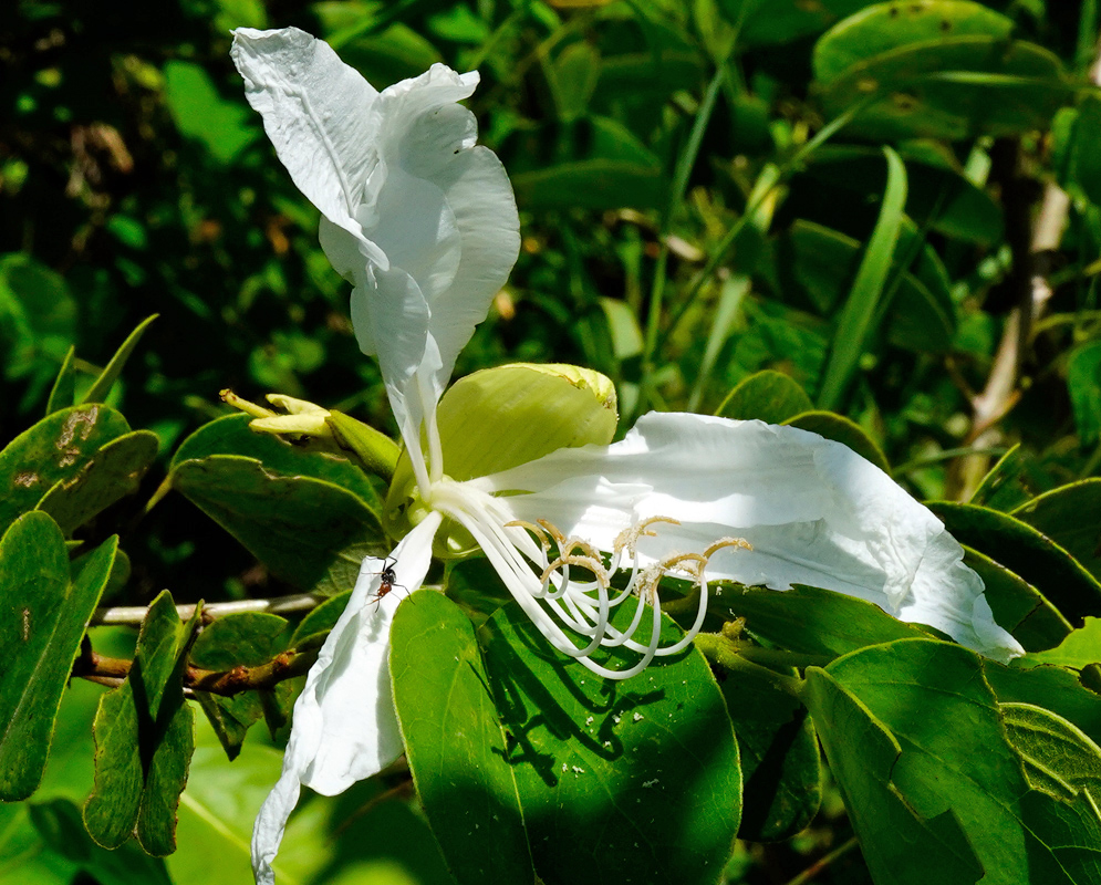 A white Bauhinia aculeata flower with five slightly crinkled petals and long curved stamens, blooming among green oval leaves in bright sunlight.