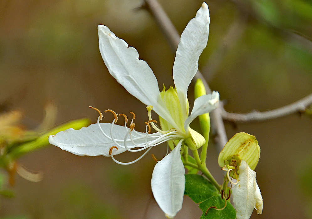 White Bauhinia aculeata flower and filament with brown anthers and a green sepal