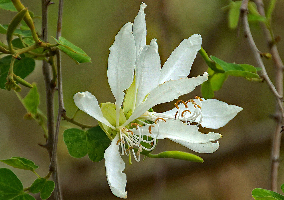 Two Bauhinia aculeata white flowers