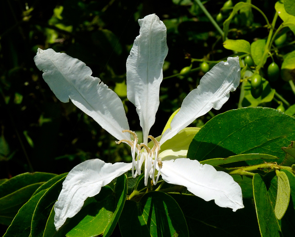 A fully open Bauhinia aculeata flower with long slender white petals and delicate filaments, set against leafy green foliage under strong sunlight