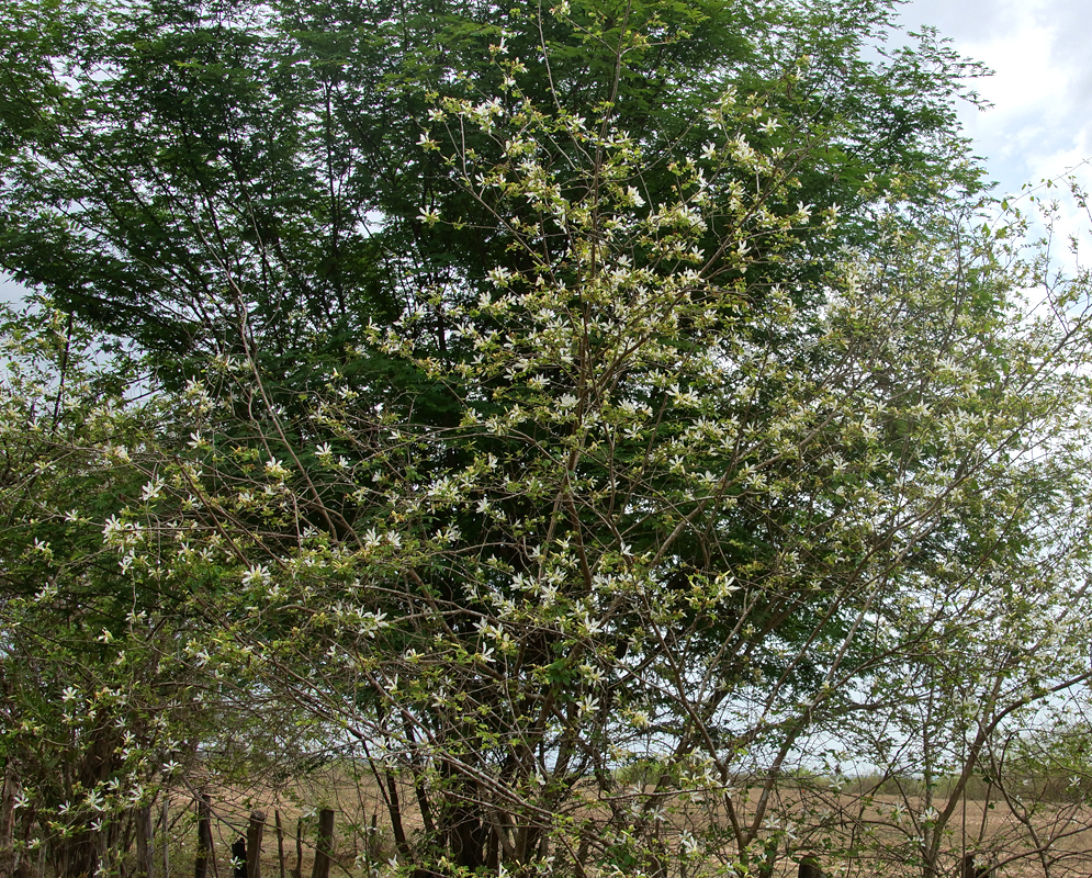 A small Bauhinia aculeata tree in full of white flowers