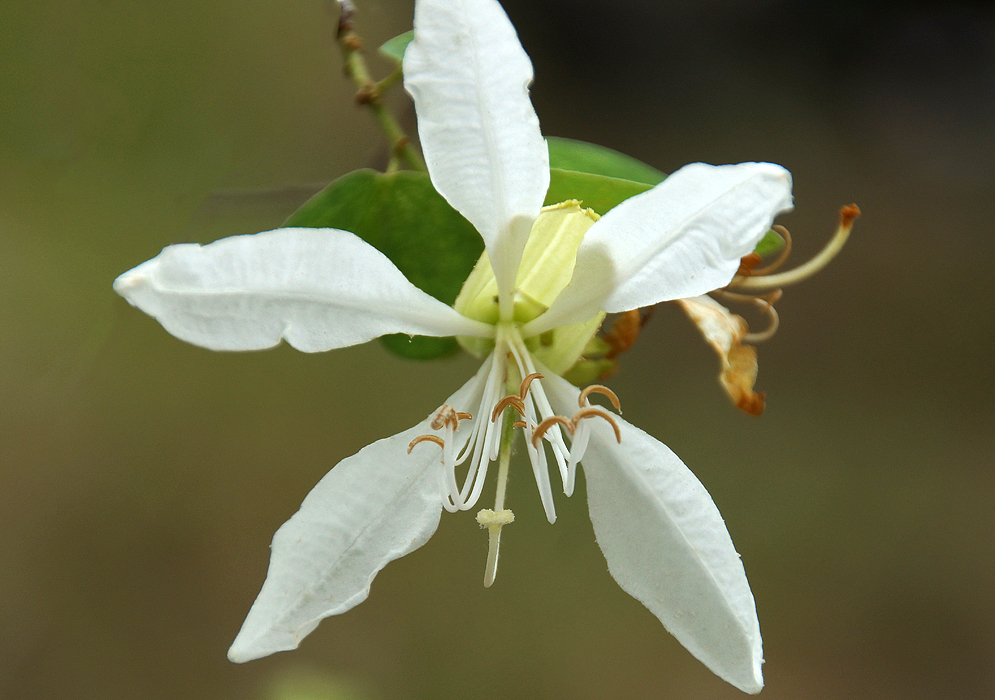 White Bauhinia aculeata flower petals, filaments and stigma with brown anthers