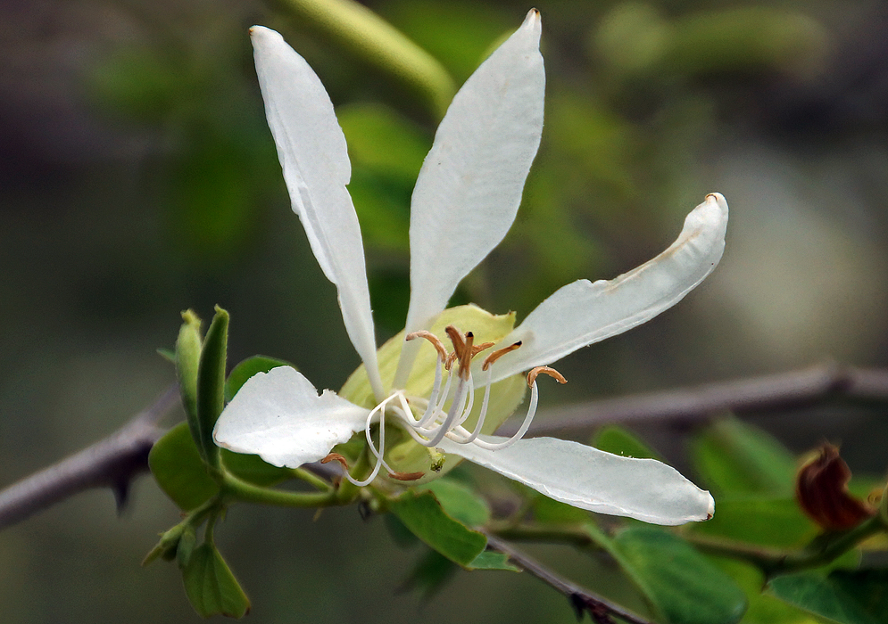 White Bauhinia aculeata flower petals and filaments with brown anthers