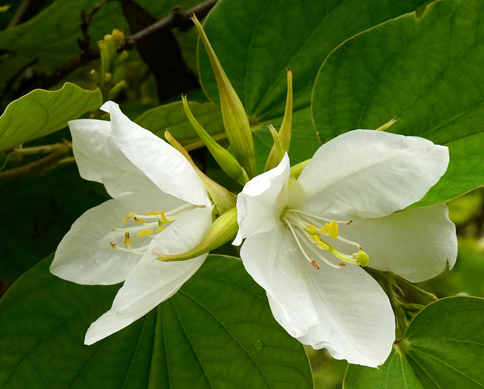 Close-up of Bauhinia acuminata flowers with pure white petals, yellow-tipped stamens, and large green bilobed leaves in the background