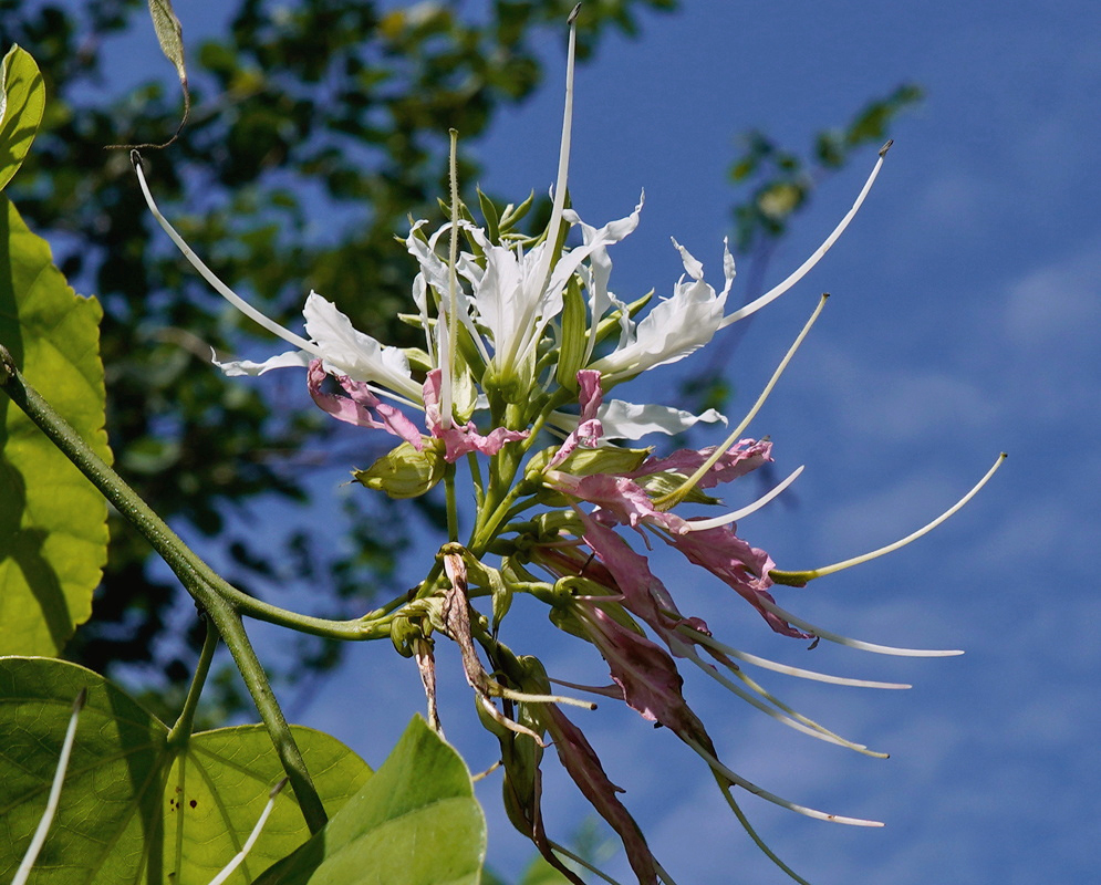 Bauhinia divaricata White Flowers with Long Filaments Bauhinia divaricata carries white and fading pink flowers with long filaments against blue sky