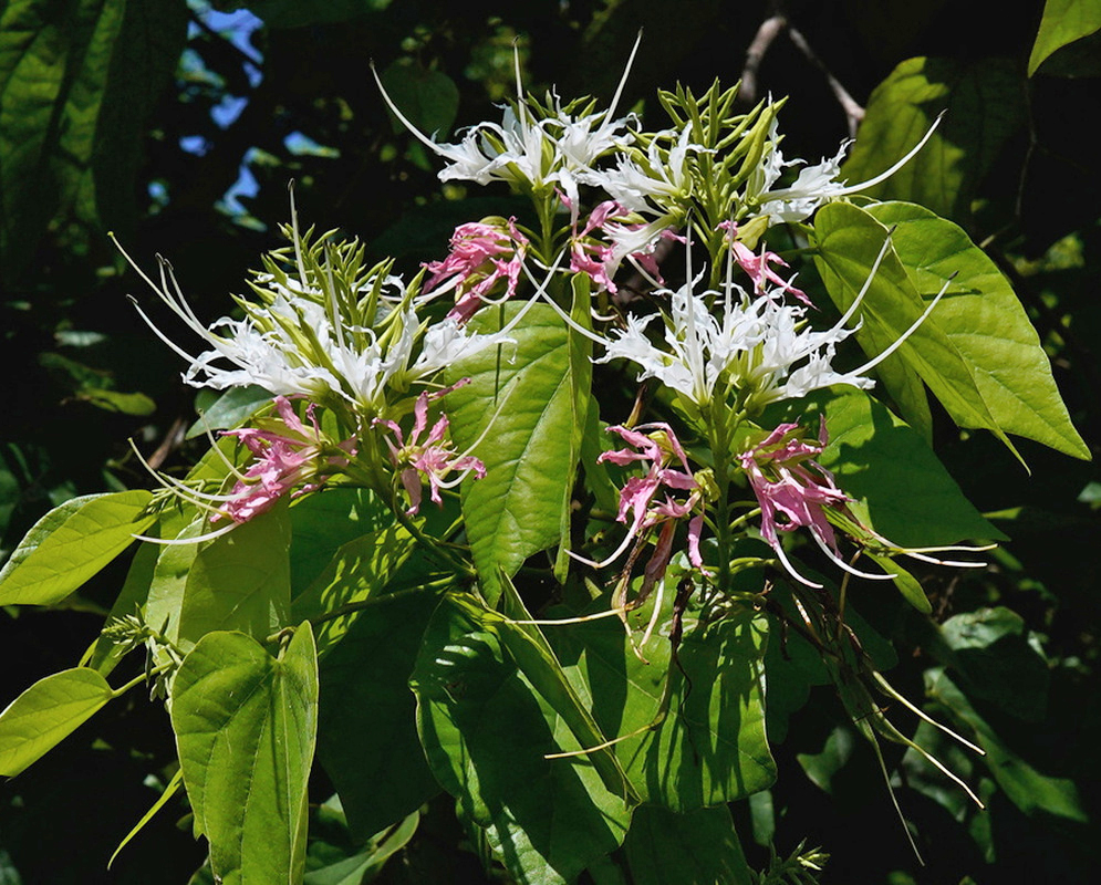 Bauhinia divaricata White Clusters on Arching Branch Bauhinia divaricata carries several white flower clusters on an arching leafy branch