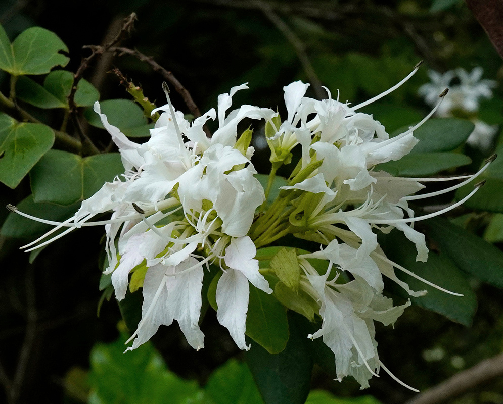 Bauhinia divaricata White Flower Cluster Bauhinia divaricata has clustered white flowers with long white fertile stamens and shorter sterile stamens beside divided green leaves