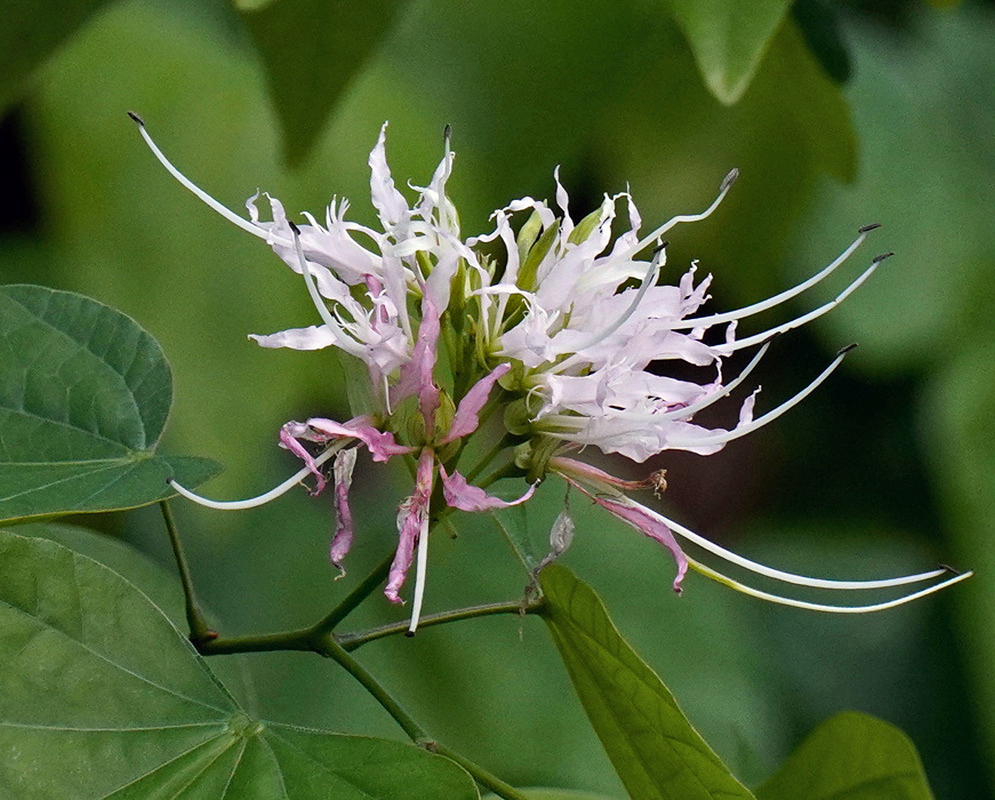 Bauhinia divaricata White Flowers and Pink Blooms Bauhinia divaricata has white flowers with slender filaments beside faded pink blooms
