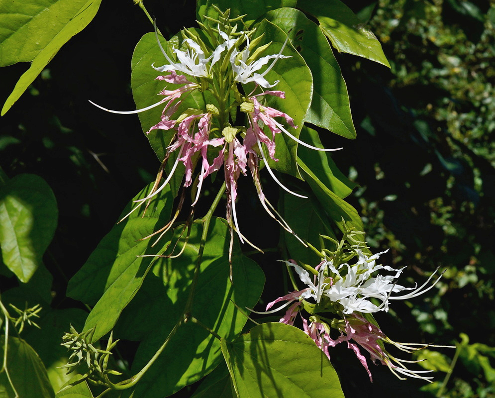 Bauhinia divaricata White Clusters and Hanging Petals Bauhinia divaricata carries white flower clusters and hanging pink petals along a branch