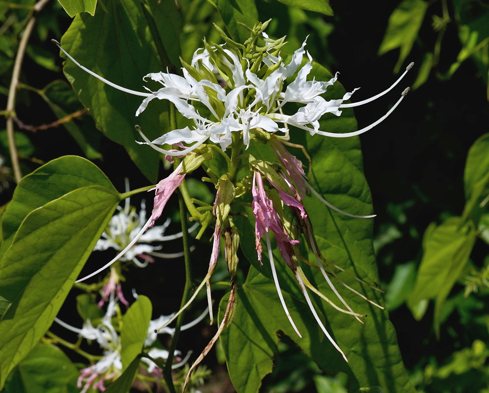 Bauhinia divaricata Branching White Flower Cluster Bauhinia divaricata has a branching white flower cluster above broad paired lobed leaves