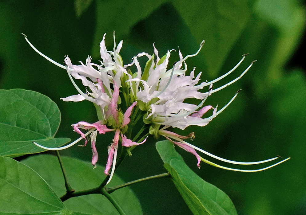Bauhinia divaricata Flower Cluster Bauhinia divaricata branch with a cluster of pale pink and white flowers featuring long, slender petals and extended stamens, set against green foliage