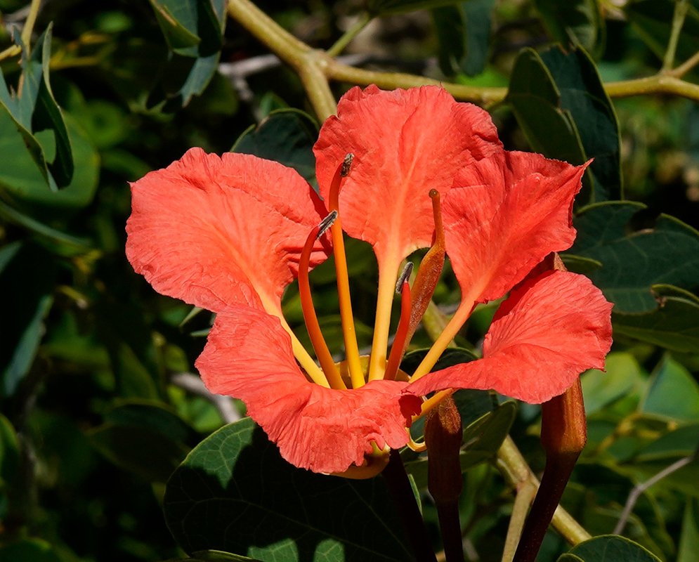 Bauhinia Galpinii Red-Orange Flower A vivid red-orange Bauhinia galpinii flower with crinkled petals and long yellow stamens emerging from a dark green leafy background