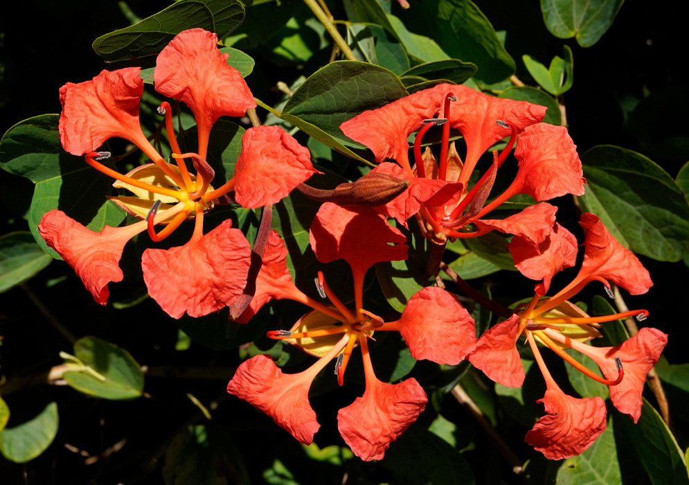 Bauhinia Galpinii Flower Cluster A cluster of bright Bauhinia galpinii flowers with rich red-orange petals and slender yellow stamens, surrounded by dense green foliage