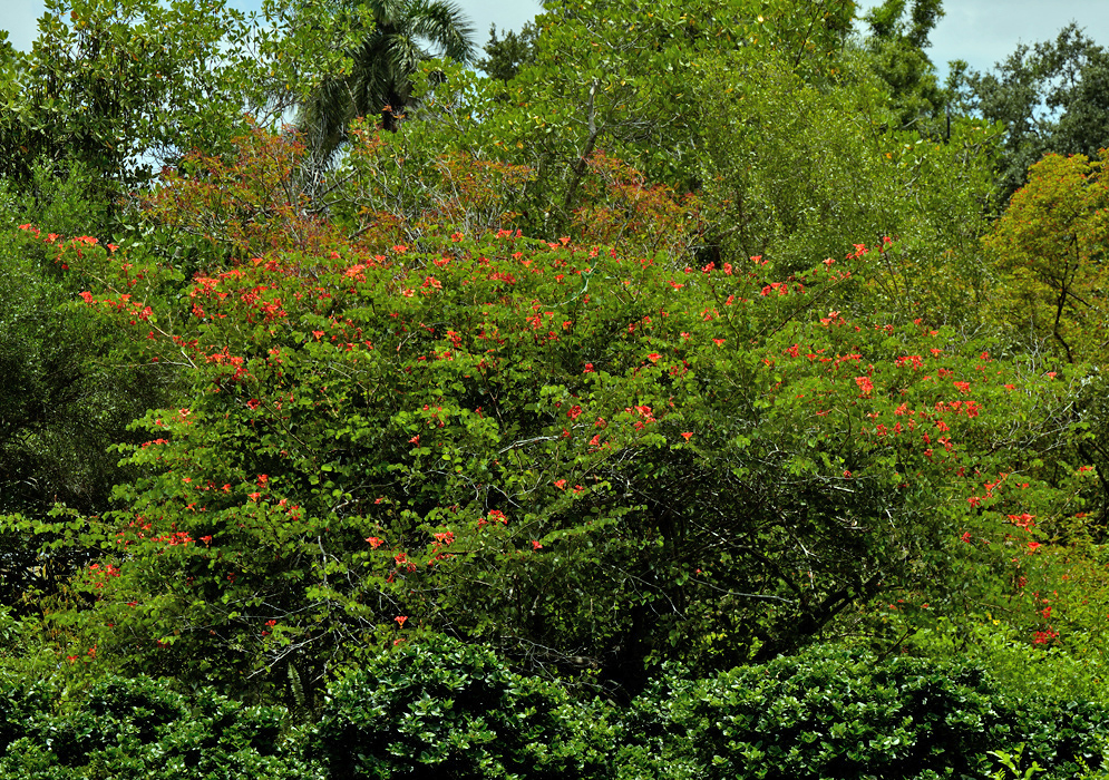 Bauhinia Galpinii Flowering Shrub A large shrub of Bauhinia galpinii in full bloom, covered with clusters of orange-red flowers amid a thick canopy of green leaves