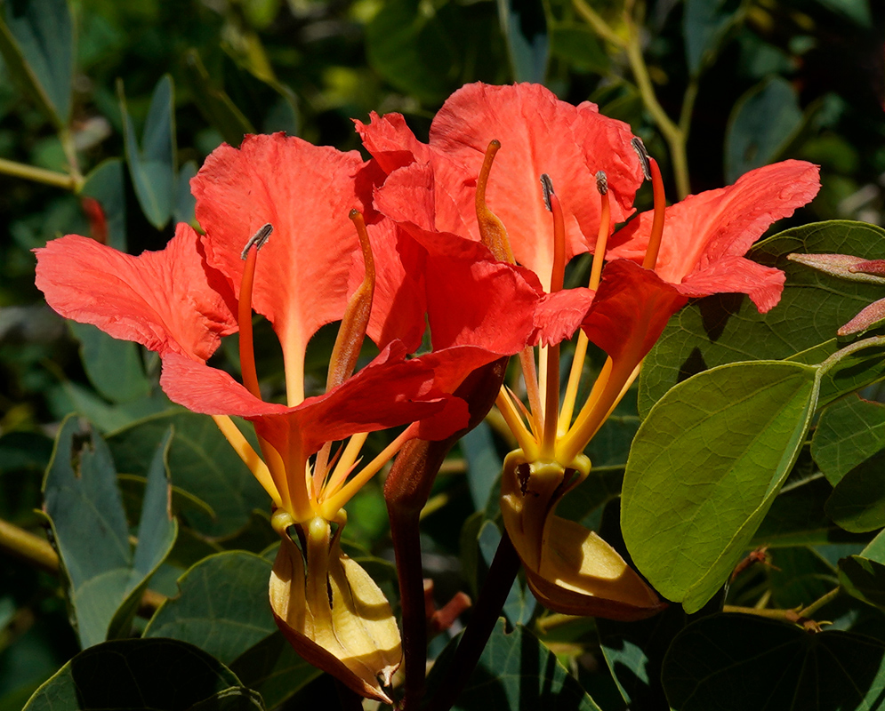 Bauhinia Galpinii Twin Flowers Two open Bauhinia galpinii flowers displaying overlapping scarlet petals and long curved stamens, growing among rounded compound leaves