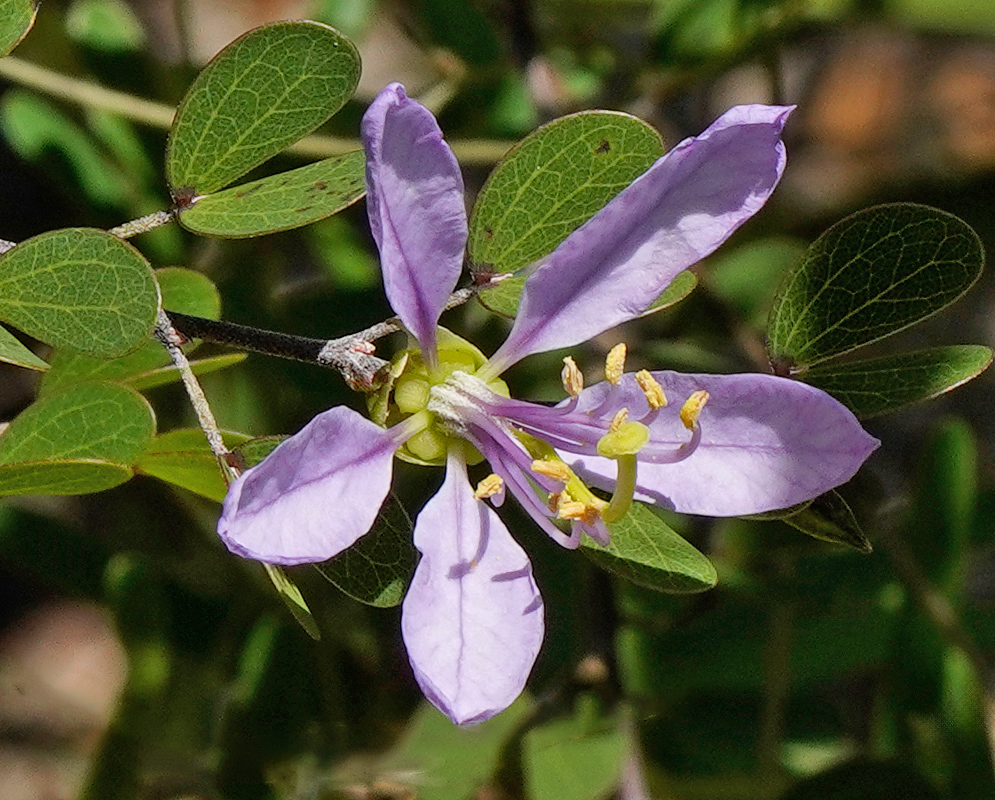 Bauhinia grandidieri flower with five narrow, pale purple petals and protruding yellow-tipped stamens surrounded by small rounded green leaflets
