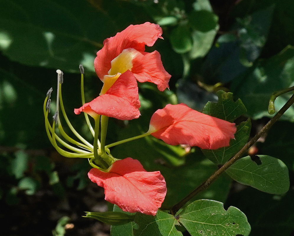 Bauhinia madagascariensis Red Flowers and Green Stamens Bauhinia madagascariensis carries red flowers with yellow centers and long green stamens