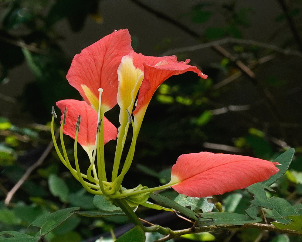 Bauhinia madagascariensis Red Flower and Closed Buds Bauhinia madagascariensis has a red flower and closed red buds on long green stalks
