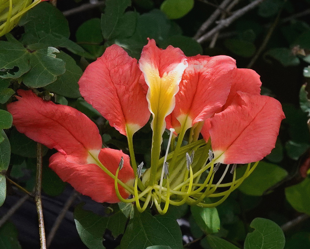 Bauhinia madagascariensis Broad Red Flower and Filaments Bauhinia madagascariensis has a broad red flower with yellow markings and long curved filaments