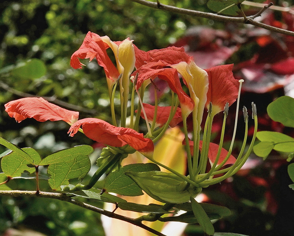 Bauhinia madagascariensis Red Flowers with Yellow Centers Bauhinia madagascariensis bears red flowers with pale yellow centers above rounded green leaves