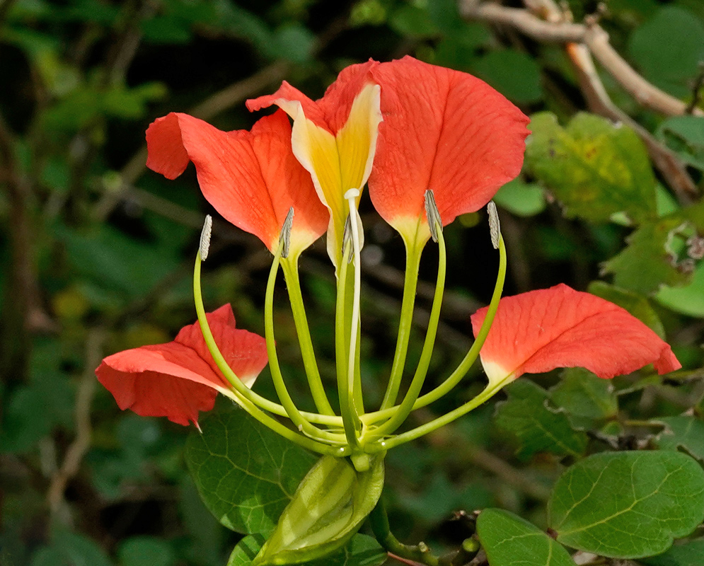 Bauhinia madagascariensis flower with five vivid red petals, one marked with a yellow base, and long green stamens tipped with pale anthers emerging above rounded green leaves