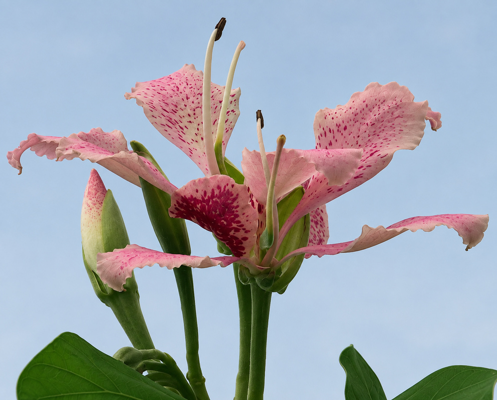 Bauhinia monandra Flowers Cluster of Bauhinia monandra pink flowers