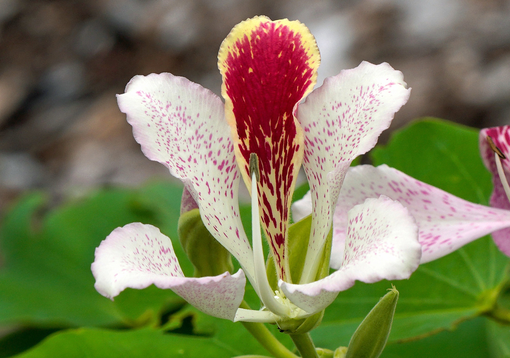A close-up of a single Bauhinia monandra flower showing five white petals heavily speckled with pink, and one deep red petal tipped with yellow