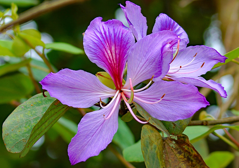 Purple Bauhinia picta flower with red marking on one flower petal and white pink stamens