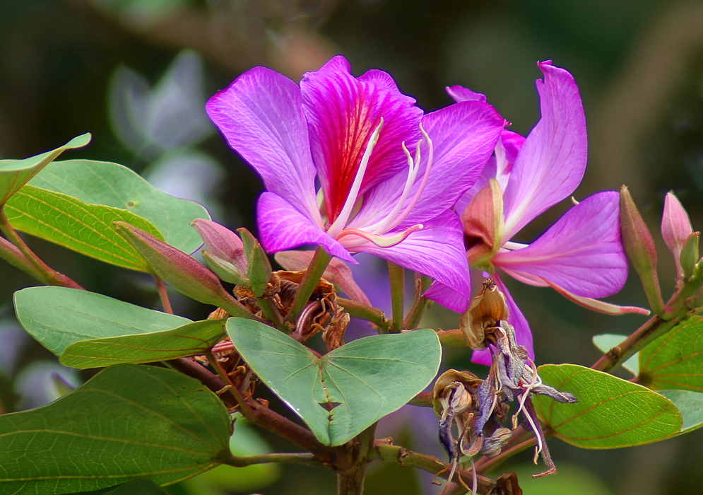 Bauhinia purpurea purple Bauhinia purpurea flower with red marking on the center petal