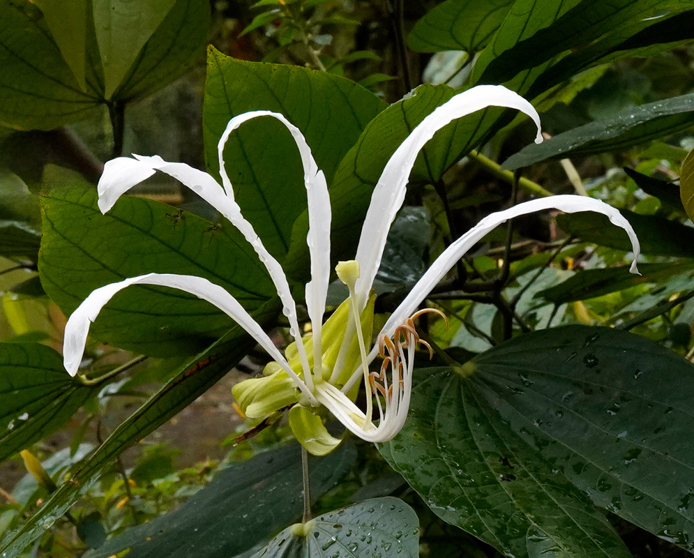 Bauhinia tarapotensis flower with six long, narrow, curved white petals extending outward from a central green base, accompanied by slender stamens, set against large bilobed dark green leaves