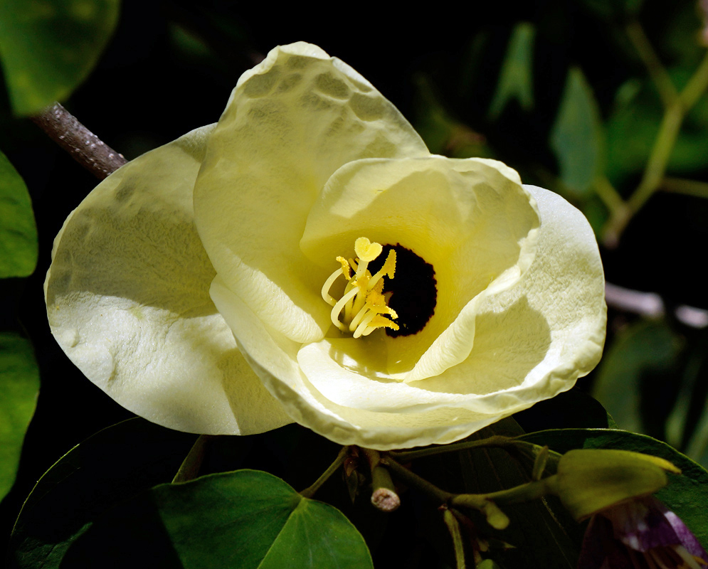 Bauhinia tomentosa flower with soft yellow petals forming a cup shape, featuring a distinct dark maroon throat and prominent yellow stamens at the center, set against glossy green bilobed leaves