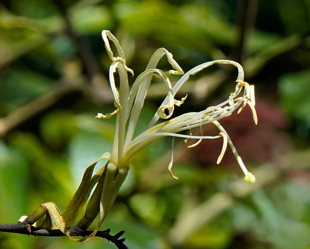Bauhinia ungulata flower with narrow, cream-white petals and elongated stamens extending outward, set against a blurred green foliage background